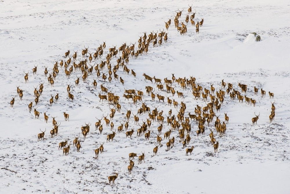 A herd of red deer snakes over a snowy mountain in Glenshee, Cairngorms ...