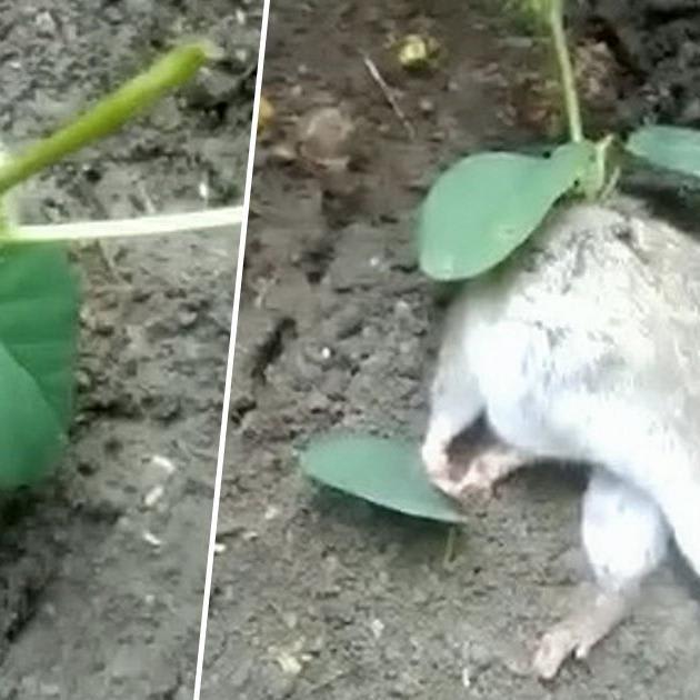 Farmer Finds Rat With Plant Growing Out Of Its Back