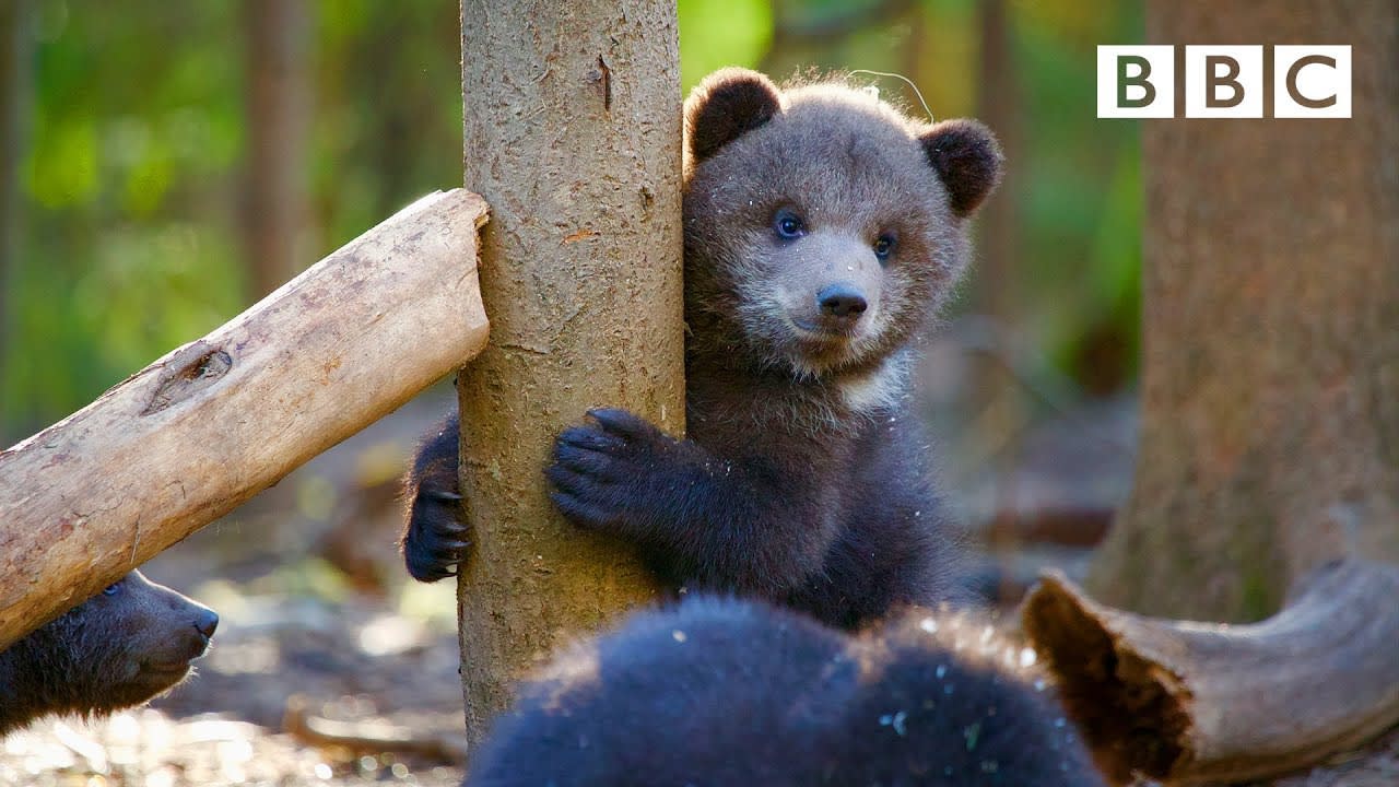 Orphaned bear cub's incredible recovery story 😍🐻- BBC