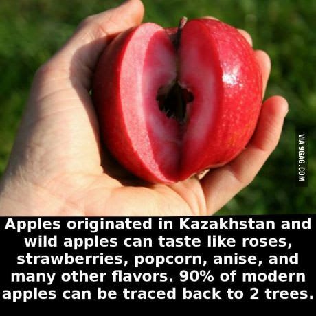 What an apple - Funny