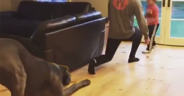 This Great Dane Just Wants To Be Involved Even If That Means Working Out