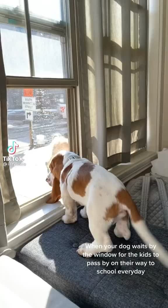 Dog’s favorite part of the day, waiting by the window to greet the kids on their way to school