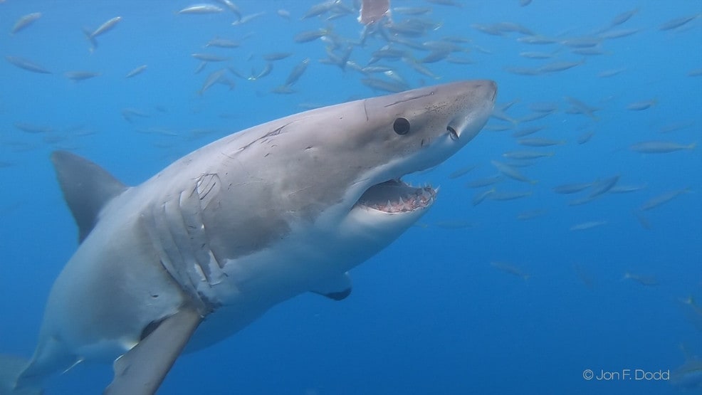 Shark researchers detect 4 great whites off Rhode Island