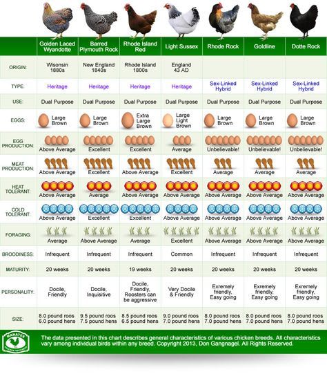 Top Chicken Breed Comparison (Infographic) - Homesteader Depot