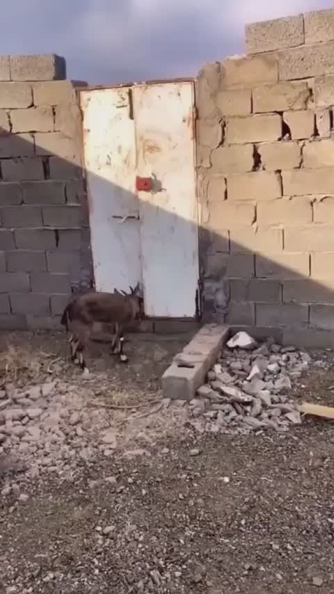 Goats can climb walls without hesitation