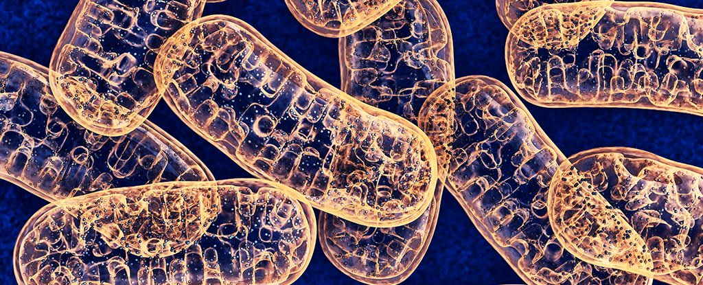 For The First Time, Scientists Find a Way to Make Targeted Edits to Mitochondrial DNA