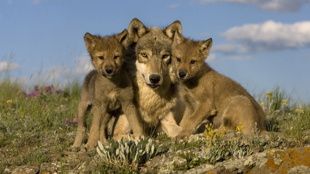 Wolves regurgitate blueberries for their pups to eat