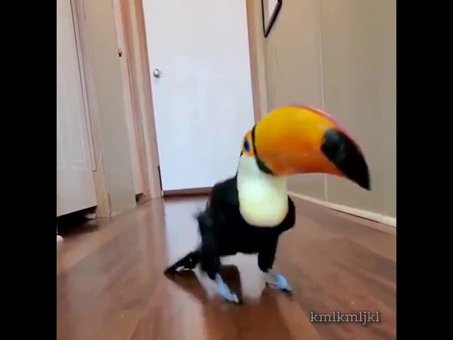 Mr. Toucan (credit goes to the awesome kmlkmljkl).