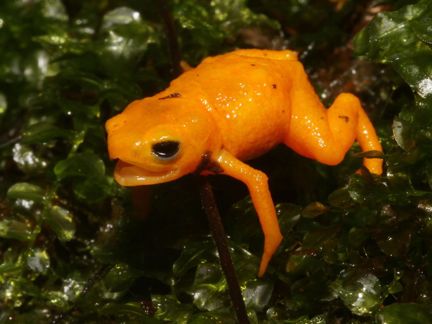 Biologists Discover New Species of Glowing Pumpkin Toadlet