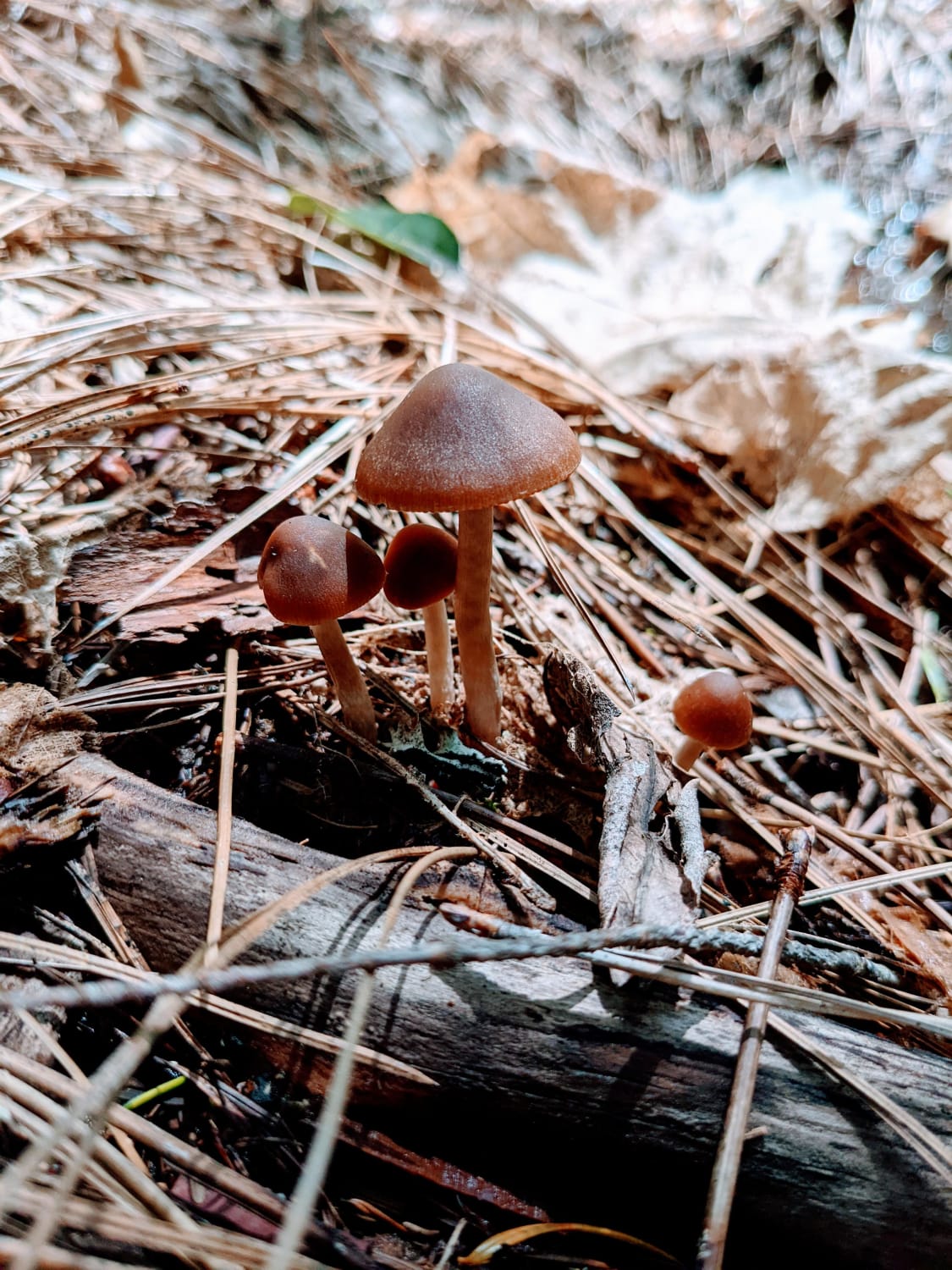 I found these beautiful little things near Lake Selmac in Oregon. Not too sure what they are though.
