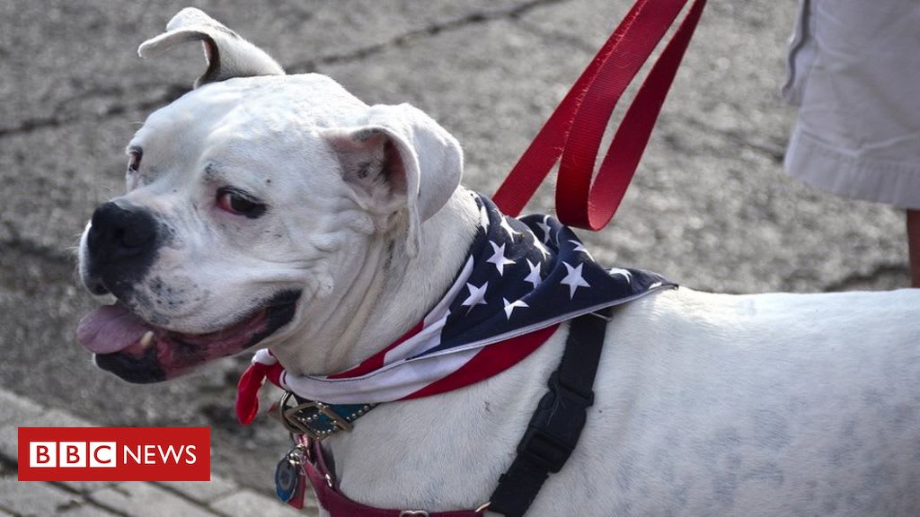 US bans dog imports from more than 100 countries