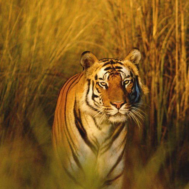 A man-eating tiger is dead. And that's good for conservation.
