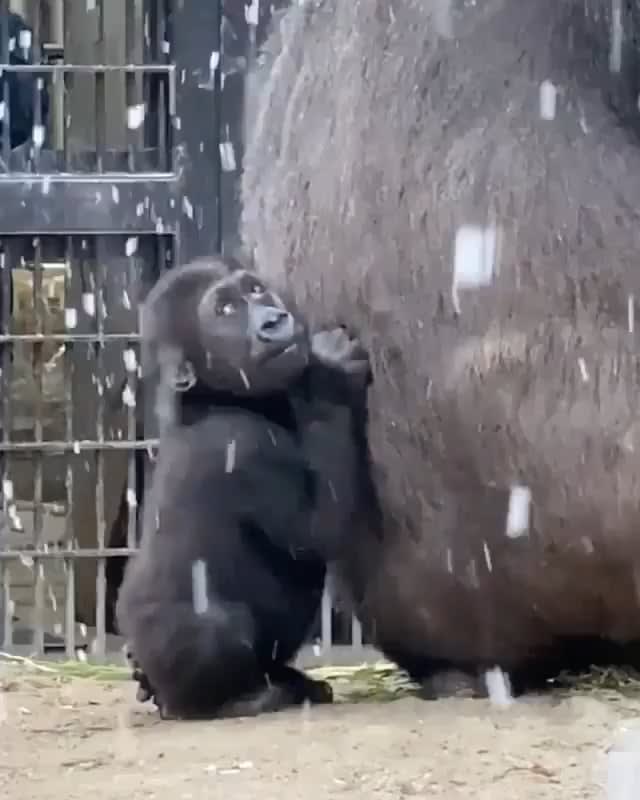 Baby Gorilla is not used to snow, wants mama to protect him from it.