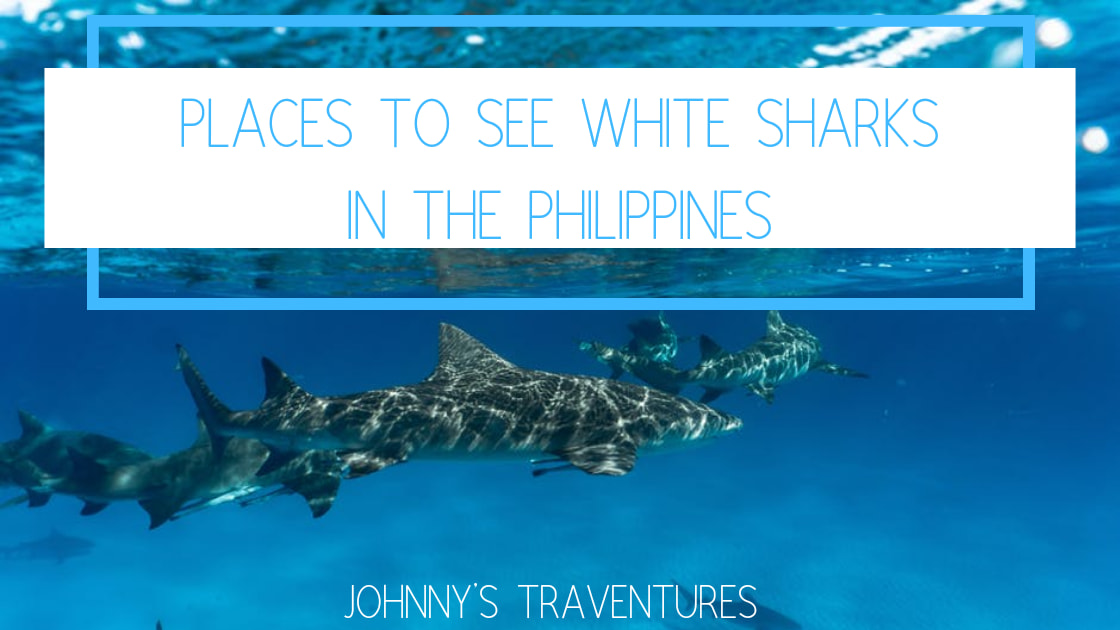 Places To See Whale Sharks In The Philippines - Johnny's Traventures