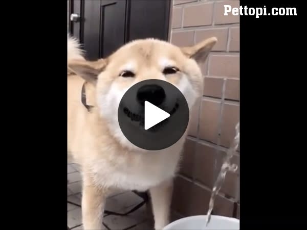 Cute Dog Drinking Water - Funny Pet Videos - Funny Pets Pictures
