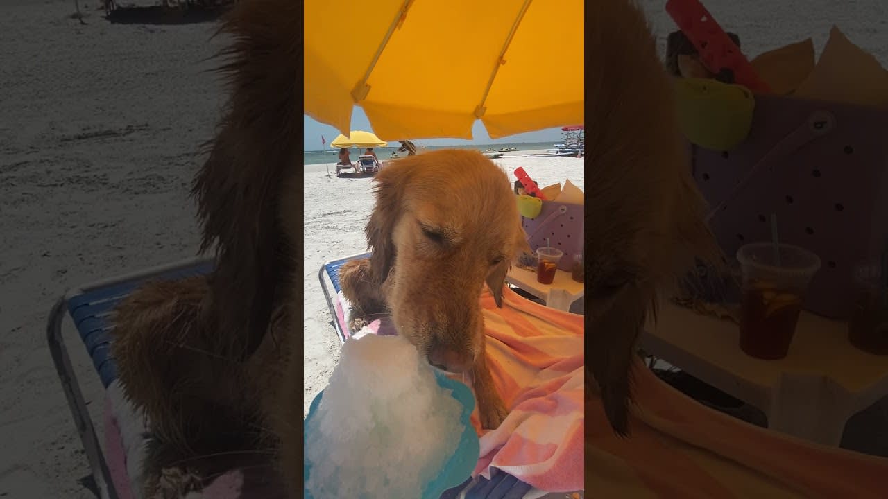 Cute Dog Tries Snow Cone for the First Time - 1201840-2