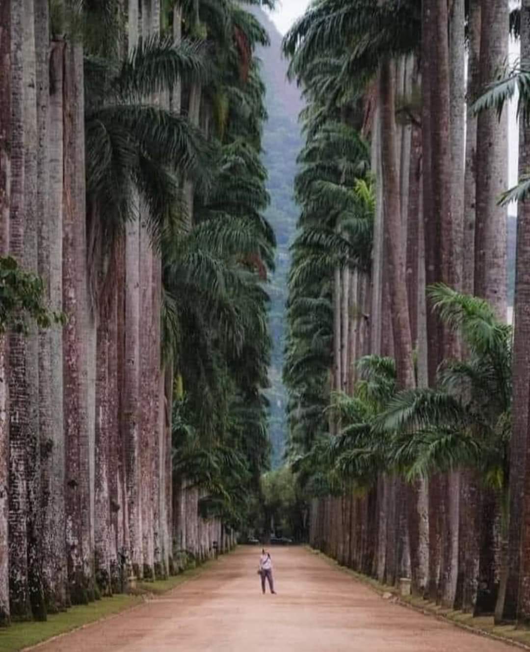 Botanical Park of Rio de Janeiro - Brazil. Founded in 1808, it is considered one of the richest and most important in the world.