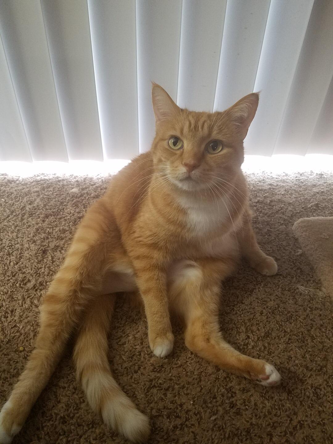 This is Fry, the chonkiest of our three kitties. His hobbies include: hiding under the bed (where he's not supposed to be), eating any and all food put in front of him, and sucker punching his brother.
