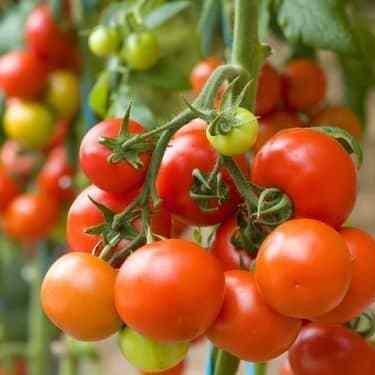 How to Grow Healthy Tomato Plants