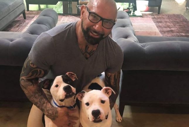 Dave Bautista Adopts Two Abused And Neglected Pit Bulls From Shelter