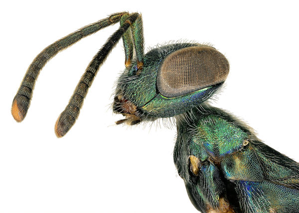 L.A.'s Insects Are Hairy, Iridescent, and Crazy Photogenic