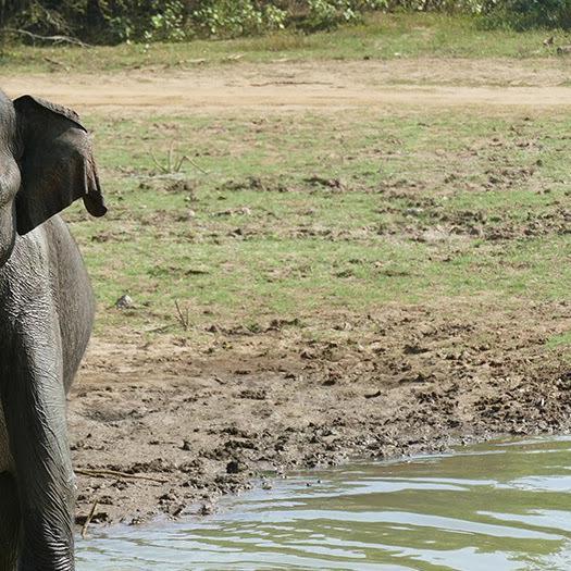 Memos from SRI LANKA. 6th Memo: Udawalawe - The Elephant in the Roam