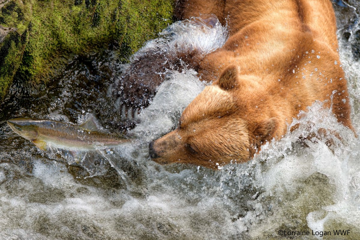 Migratory fish are a critical link in the food web! Without salmon, grizzly bears lack their primary protein source. Without grizzly bears, a forest is missing one of the most important seed dispersers and predators, leading to shrunken and overgrazed forests.