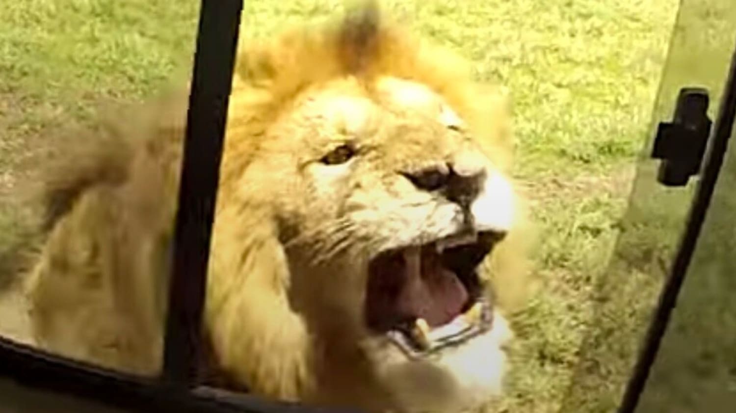 Tourists Learn The Hard Way Why You Should Never, Ever Attempt To Pet A Lion
