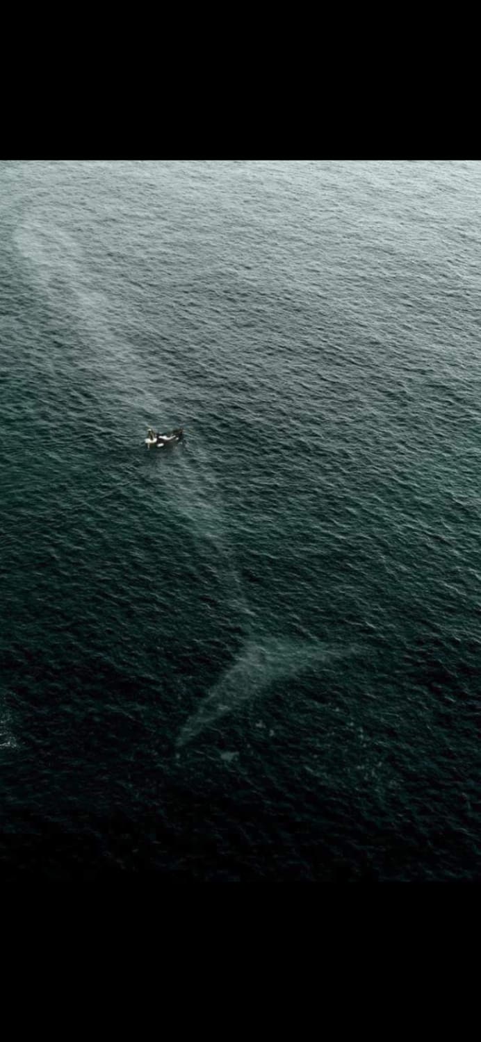 Blue whale under a fishing boat