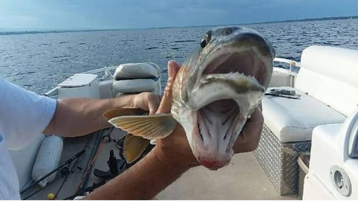 Fisherwoman Catches Creature With 'Two Mouths' In New York Lake