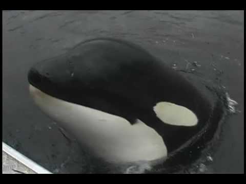 In ranking forebrain neuron count, the best accepted proxy for intelligence (ahead of measures like brain to body mass), only orcas are ahead of humans. Their count of 43 billion is over twice our 21 billion neurons.