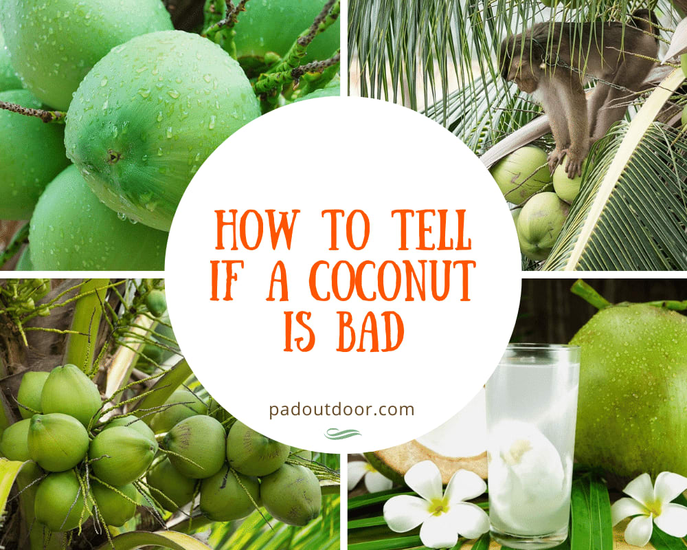 How To Tell If A Coconut Is Bad?