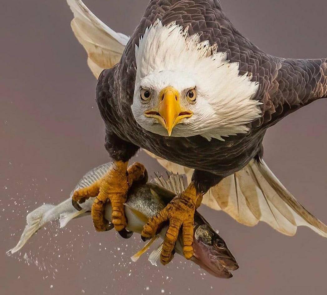Laser focus of an eagle carrying its meal