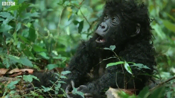 A family of Gorillas investigating a spy who has inflitrated them