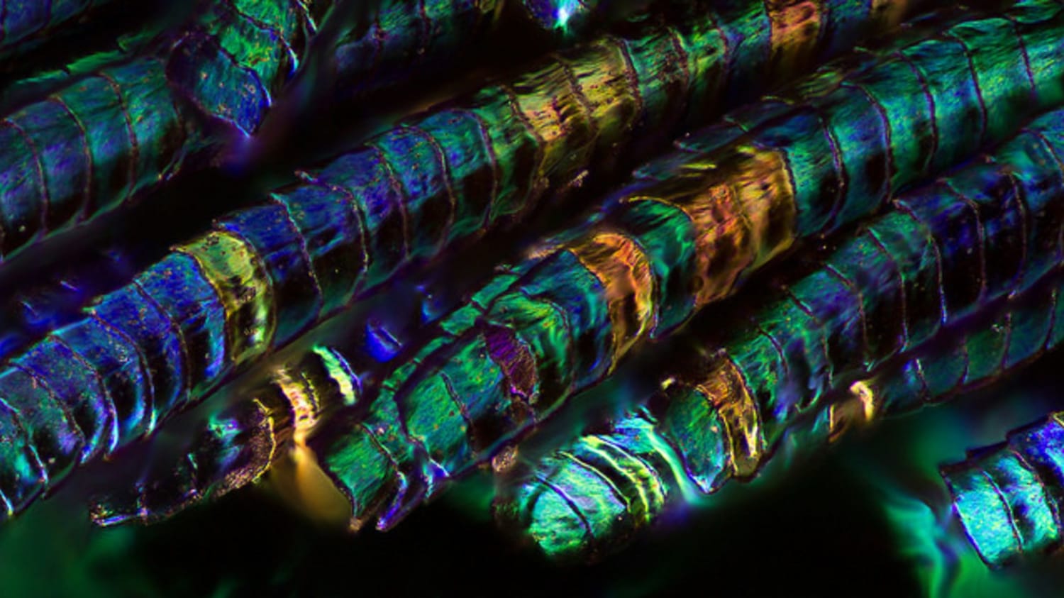 Peacock Feathers Look Amazing Under a Microscope