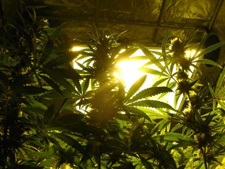 How Far Should Grow Lights be From Cannabis Plants?