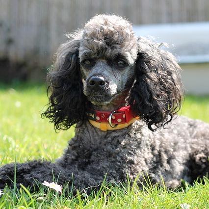 What to Know About Poodles - Temperament, Characteristics & More