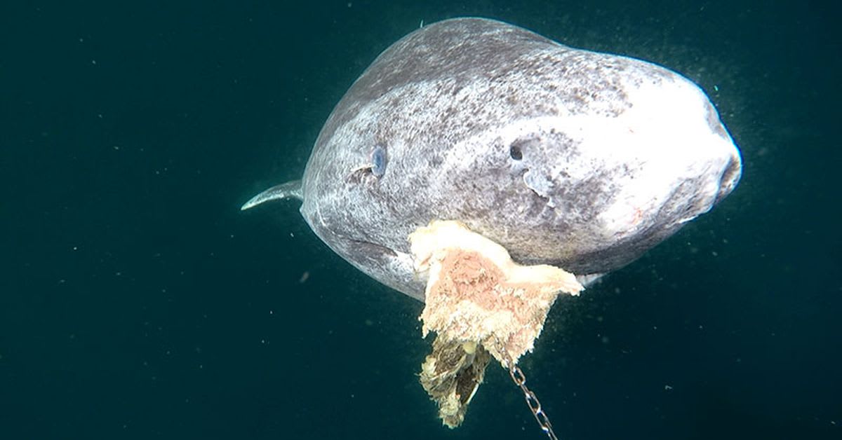Why scientists are racing to uncover the Greenland shark's secrets