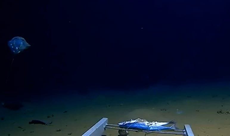 Recently discovered deep ocean creature, currently identified as a kind ...