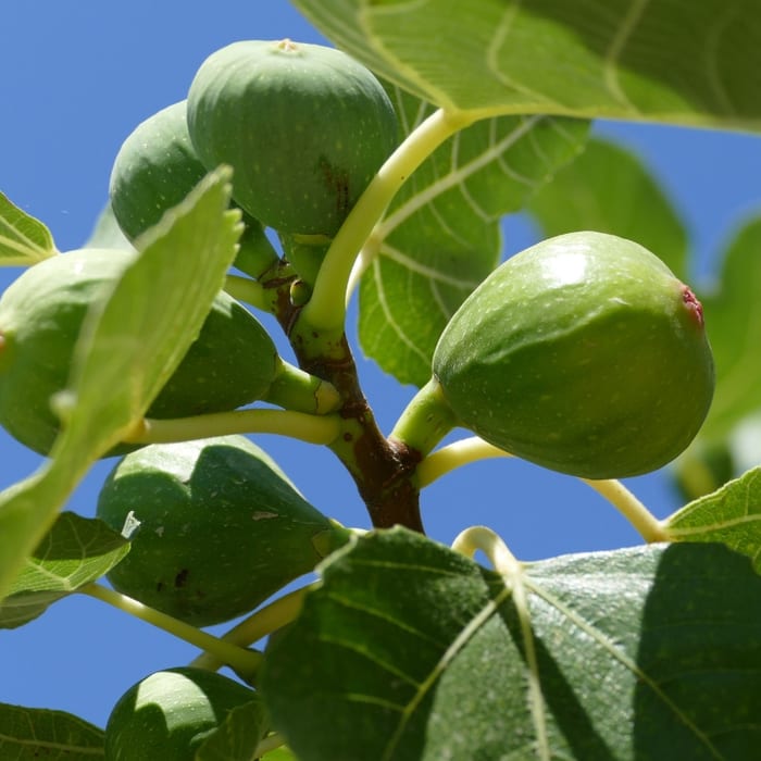 How to Grow a Brown Fig Tree - Little Sprouts Learning