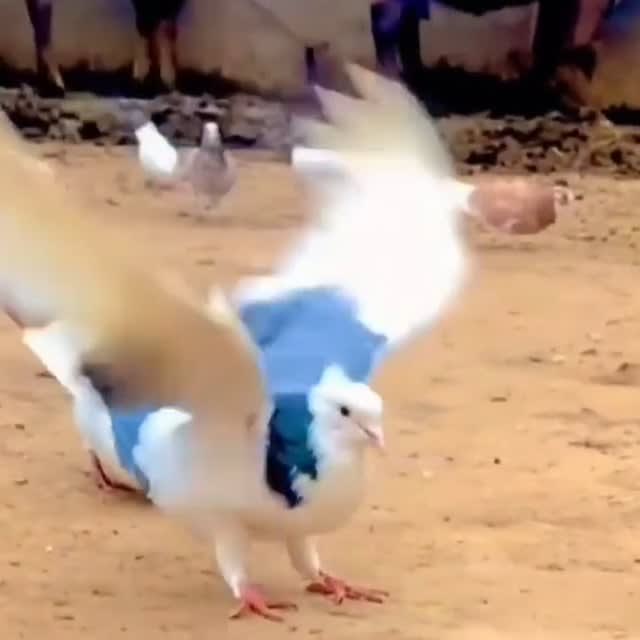 Pigeon Backflip