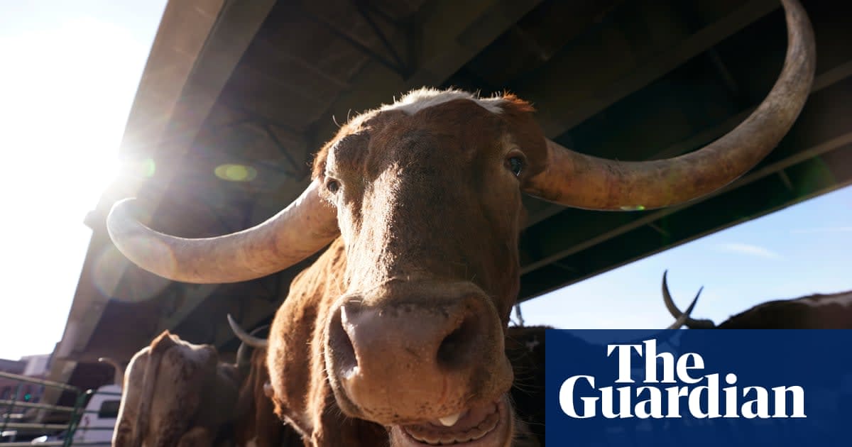 US rivers and lakes are shrinking for a surprising reason: cows