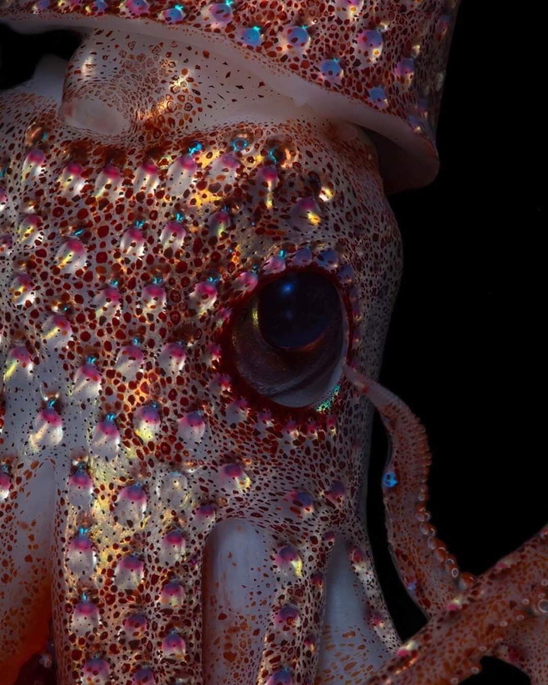 strawberry squid found in the ocean's twilight zone