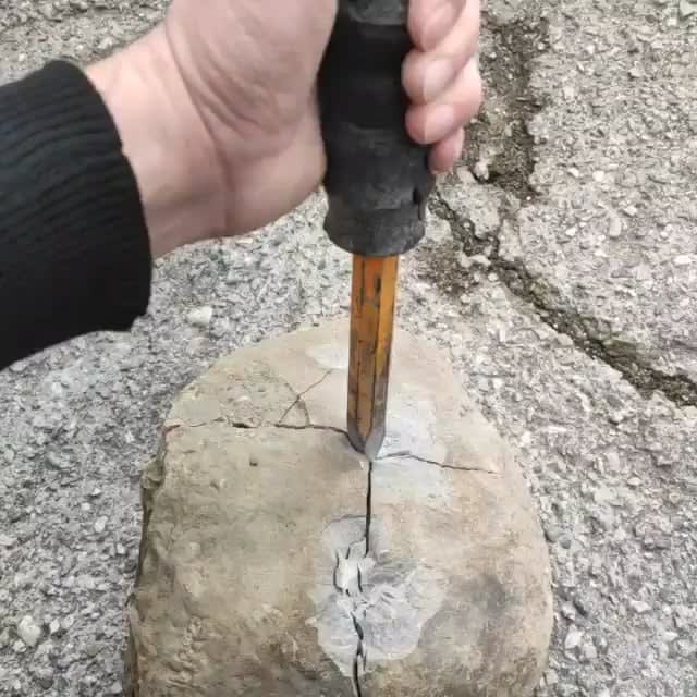 Guy finds a rock full of ACTUAL FOSSILS