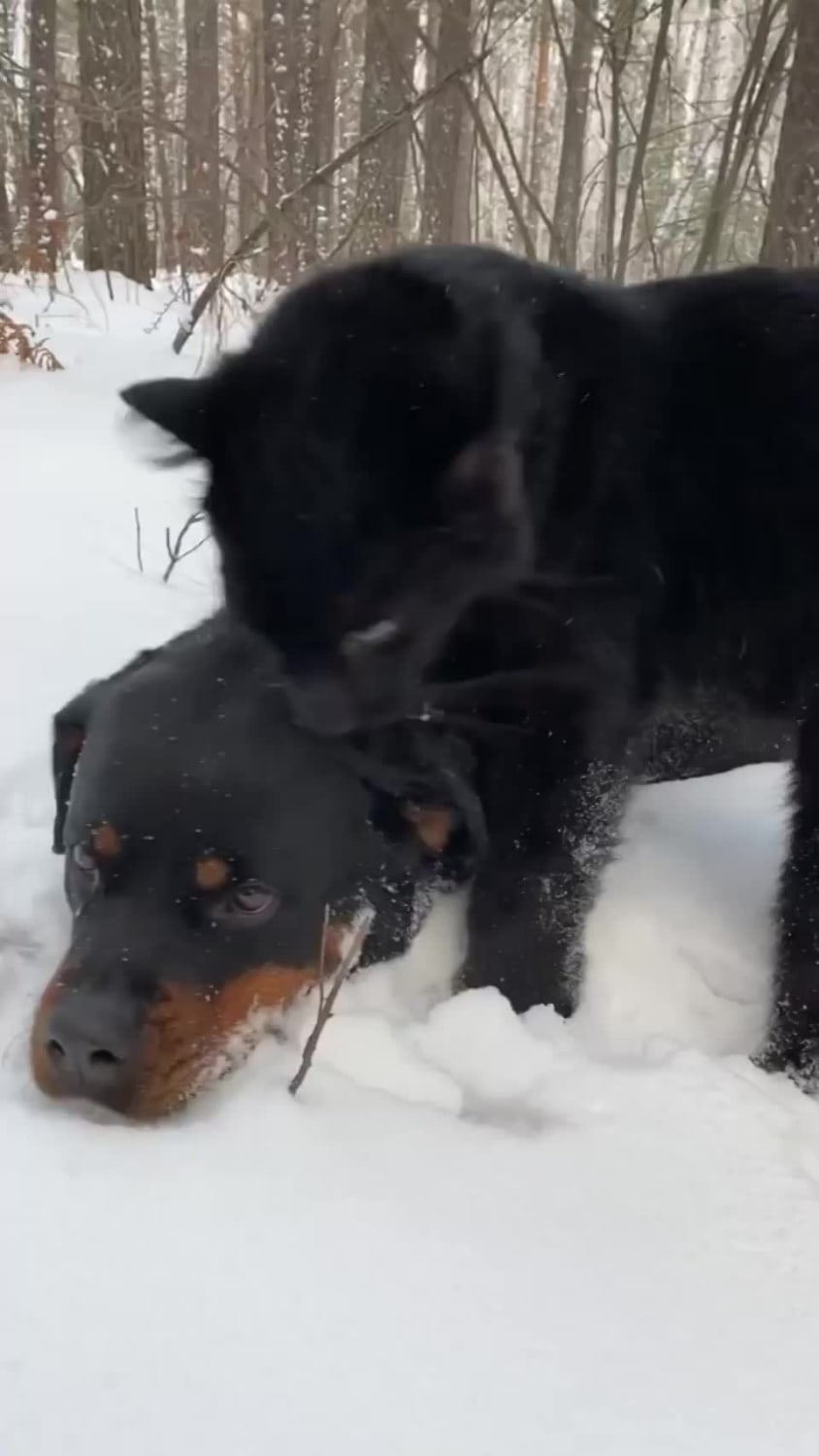 Panther Grows Up With A Human And Rottweiler