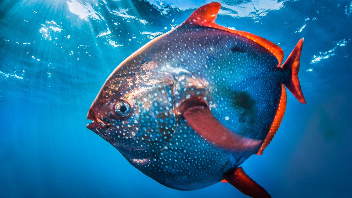 #DYK? The opah can reach up to 7 feet (2 meters) in length and weigh up to 600 pounds (270 kilograms)! Also known as the moonfish, it lives throughout the world’s oceans at depths of 330 to 1,300 feet (100 to 400 meters), where it feeds mainly on squid. [📸: NOAA]