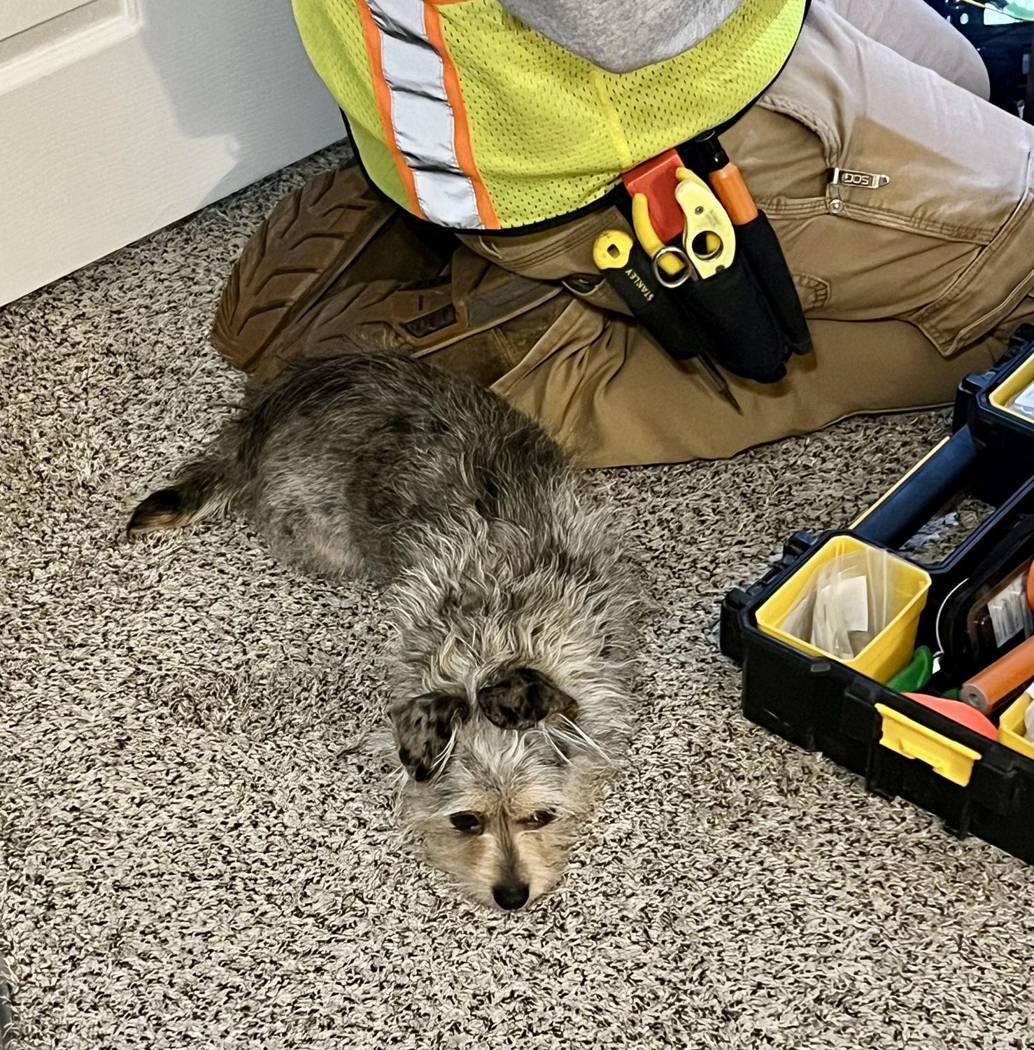 My dog, Lisa Lefteye Lopes, is in love with the AT&T guy