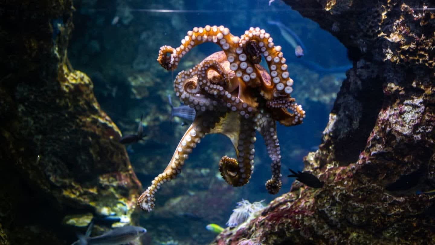 Scientists Have Observed Octopuses "Punching" Fish Silly