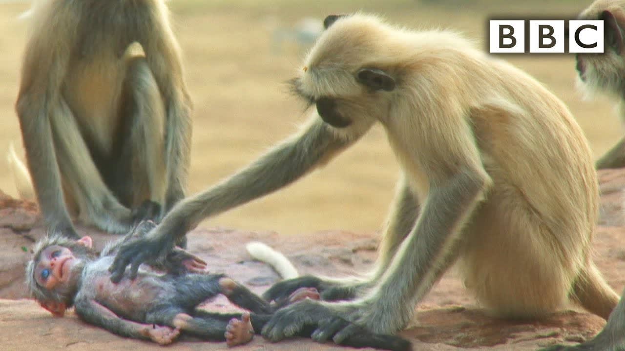 Langur monkeys mourning the accidental "death" of a robot.