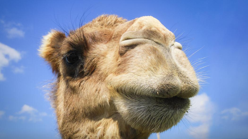 You have no idea where camels really come from